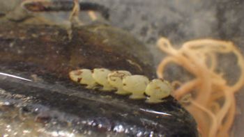 Media type: image;   Invertebrate Zoology 153117 Description: live specimen;